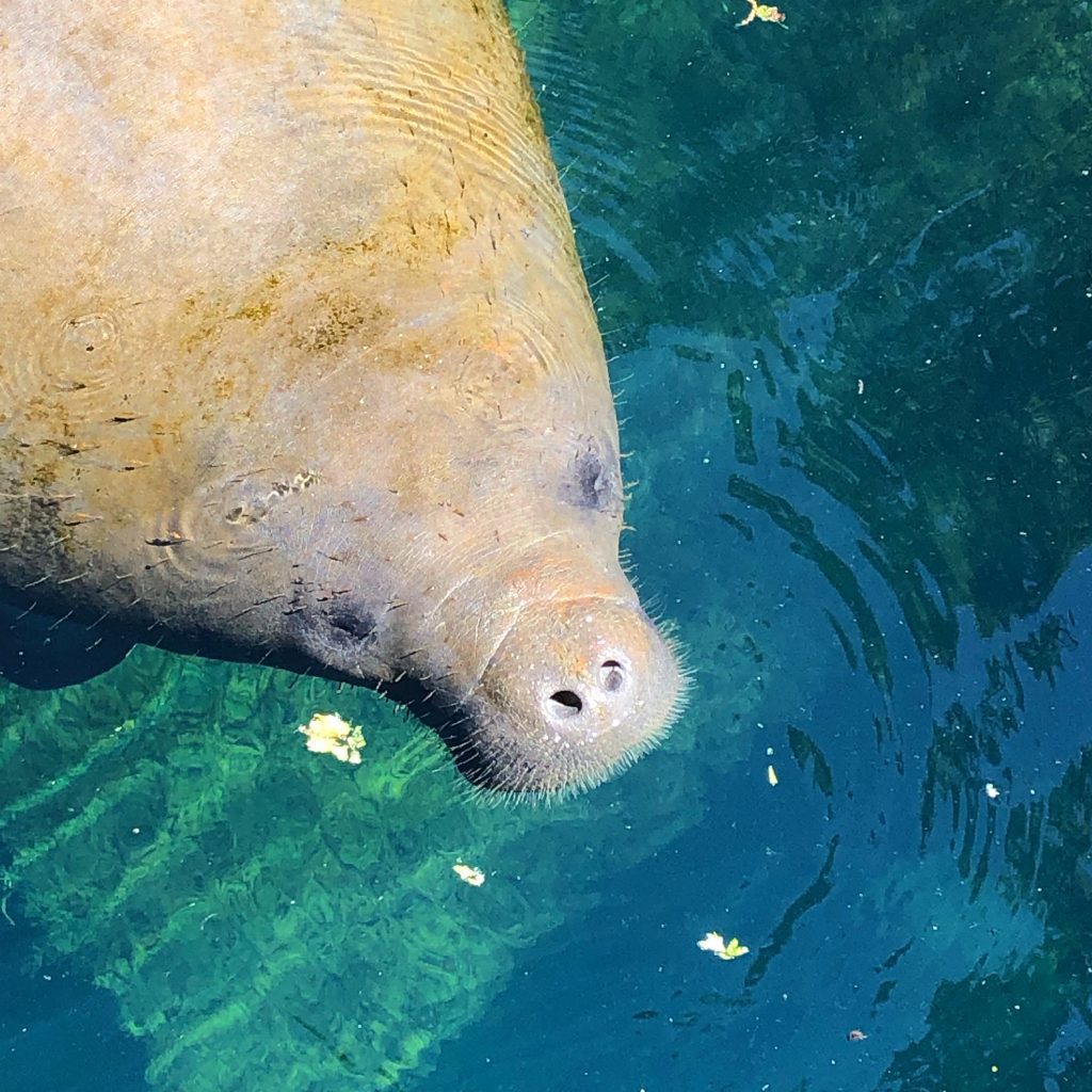 Manatee with nose out of water in Crystal River.