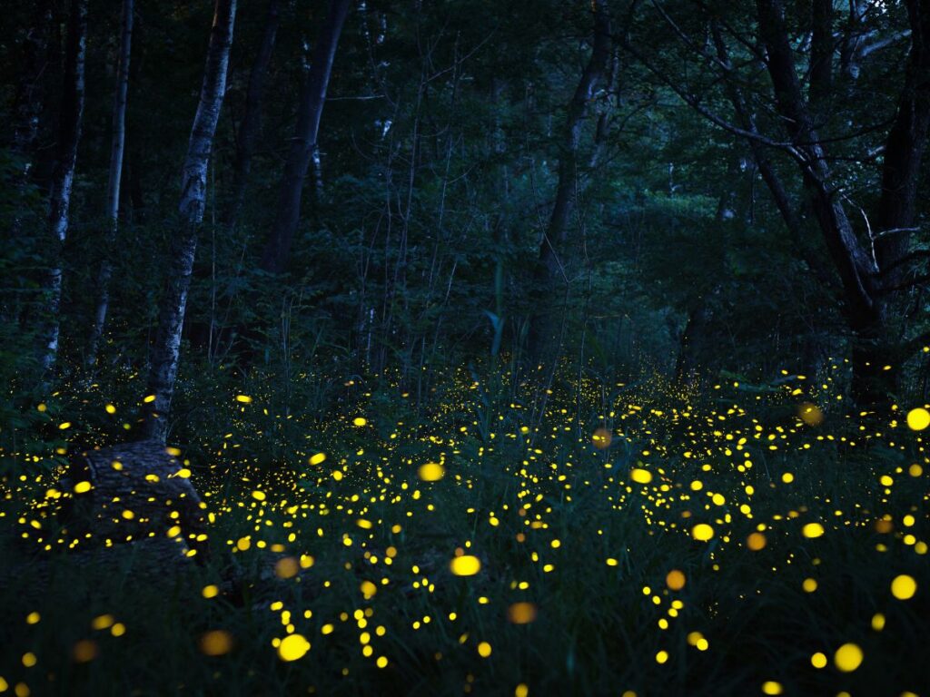 Synchronized Fireflies by Diana Radicchi
