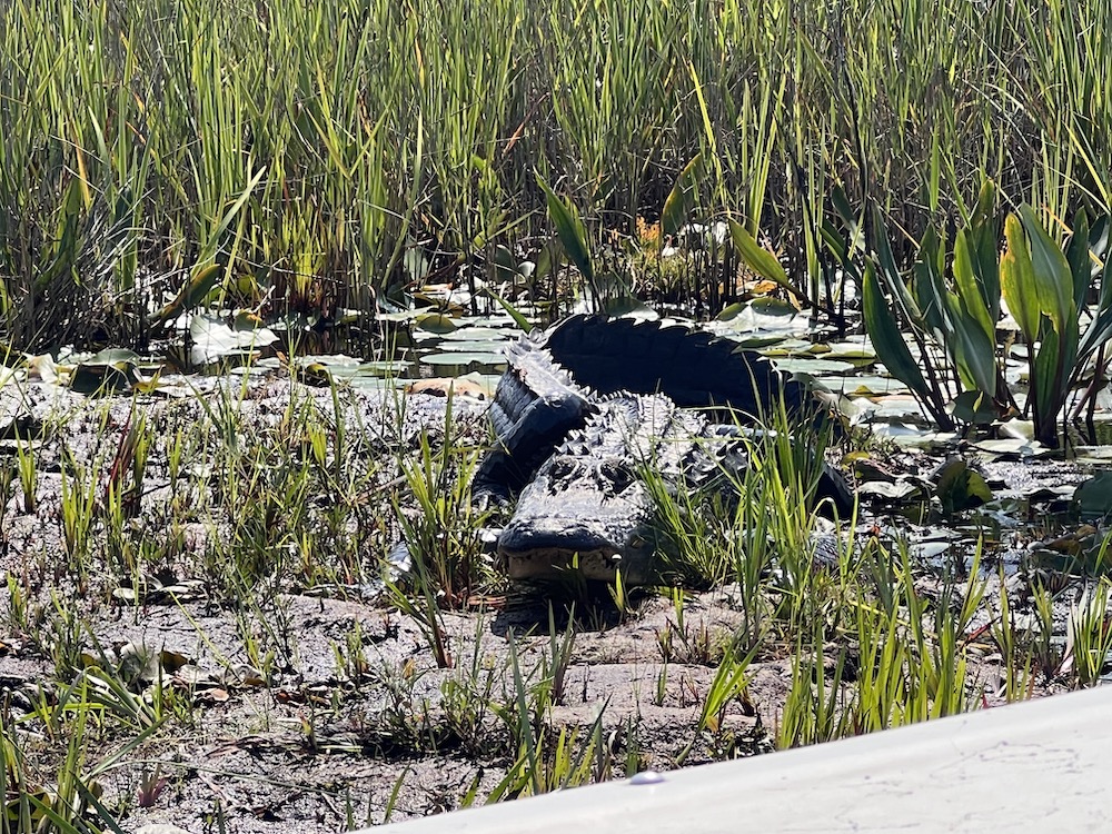 Okekanofee Swamp